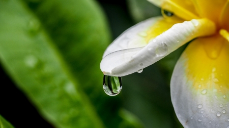 Plumeria - skin, white, yellow, plumeria, water drops, green, flower