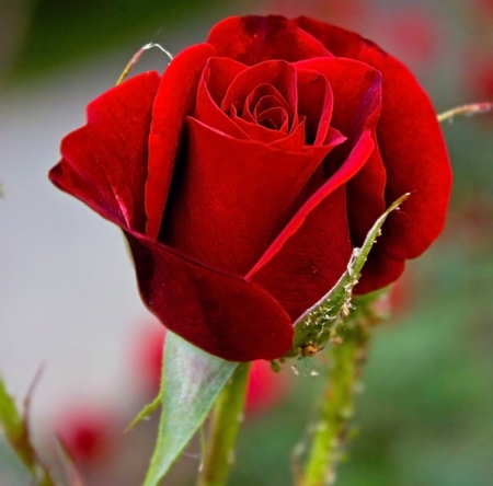 Beautiful Rose - beautiful, red, love, rose