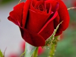 Beautiful Rose