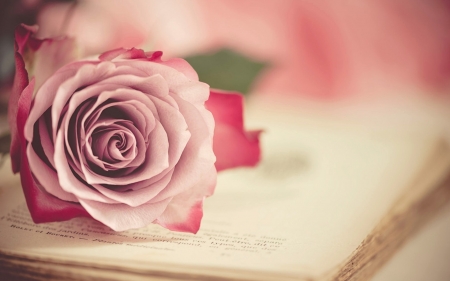 Pink rose - soft, pink, book, rose, flower