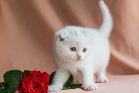 White kitten - cute, rose, White, kitten