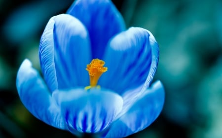 Crocus - blue, spring, orange, flower, crocus