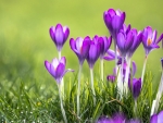 Crocuses