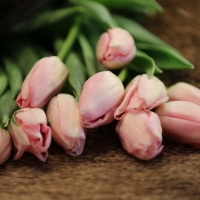 tulips