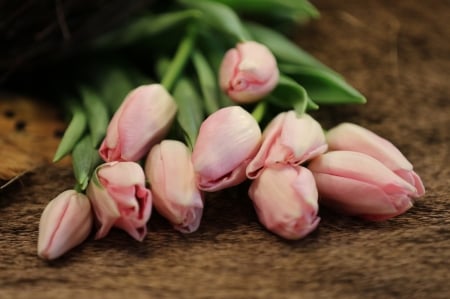 tulips - nature, tulips, pretty, flower