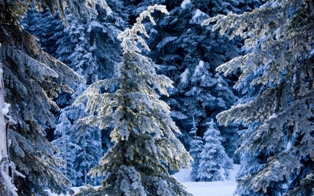 Splinded - tree, winter, nature, snow