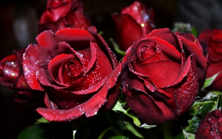 Red roses - red, flower, rose, beauty