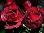 Red roses