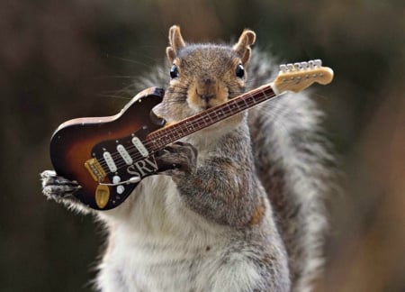 The guitarist - guitar, instrument, animal, max ellis, funny, cute, squirrel