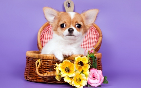 Puppy - yellow, chihuahua, dog, flower, pink, animal, purple, cute, puppy