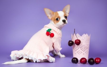 Puppy - red, purple, animal, cute, puppy, chihuahua, white, fruit, cherry, dog