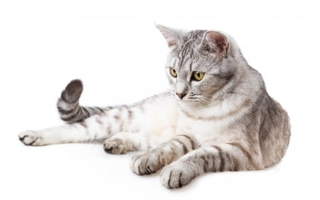 Cat - animal, white, background, cat