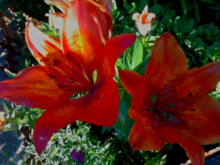 Red Flower - beauty, flower, red, garden