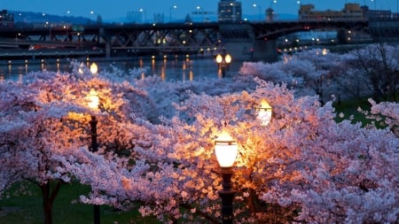 Springtime Evening - park, blossoms, lanterns, trees