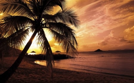 Sunset - trees, beach, splendor, sand, palm, sunset, nature, twilight, waves, sky