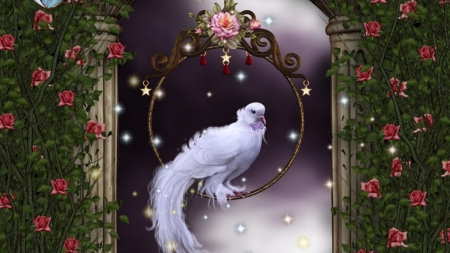 DOVE AND ROSES - Bird, Stars, Dove, Roses