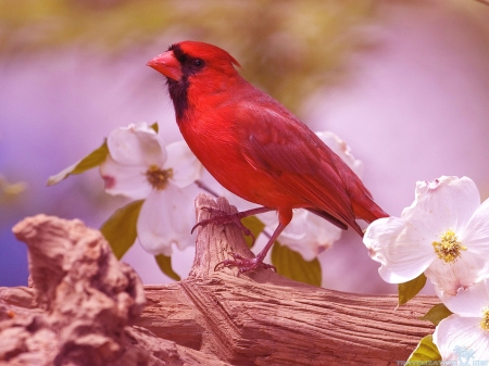 CARDINAL - wood, tree, flowers, red