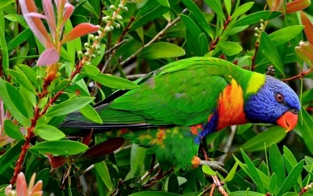 LORIKEET - leaves, colorful, bird, perched