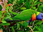 LORIKEET