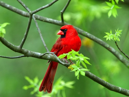 CARDINAL - red, leaves, bird, limb