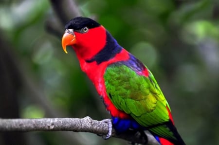 PARROT - Limb, Perched, Bird, Colorful