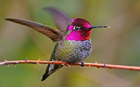 HUMMINGBIRD - wings, colors, bird, limb