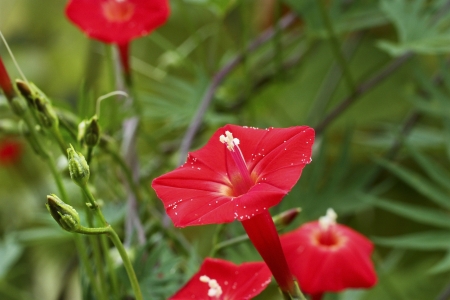 FLOWER - red, leaves, petals, green