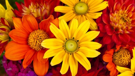 GERBERA DAISIES - flowers, daisies, orange, yellow