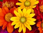 GERBERA DAISIES