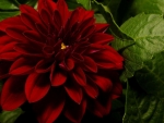 DAHLIA