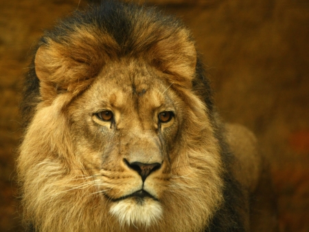 LEO THE LION - stare, lion, mane, big cat