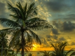 beautiful sunset thru maldives palm trees hdr