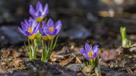 Crocuses - purple, spring, orange, flower, crocus, pink