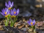 Crocuses