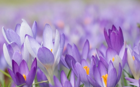 Crocuses - flower, purple, pink, field, spring, crocus, skin