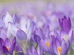 Crocuses