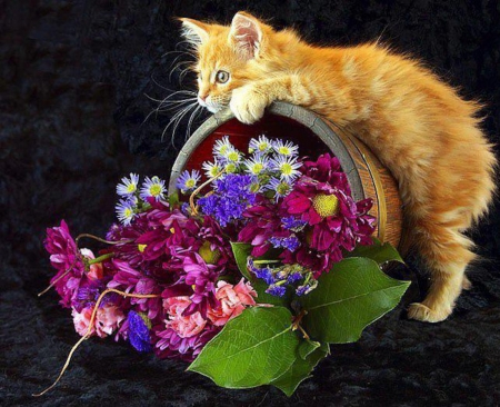 Kitten Love Flowers - animal, kitten, flowers, cat, basket, dark background