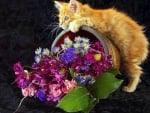 Kitten Love Flowers