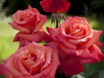 Lovely Roses