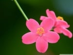 Cute pink flowers