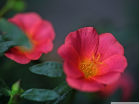 Beautiful red flowers - flowersm, love, awesome, red