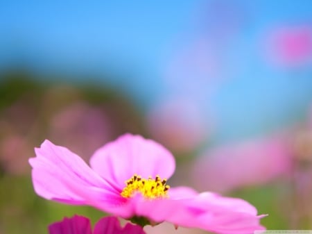 The cuteness of Cosmos - field, flower, cosmos, pink