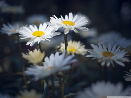 Beautiful Daisies - white, flowers, black, lovely