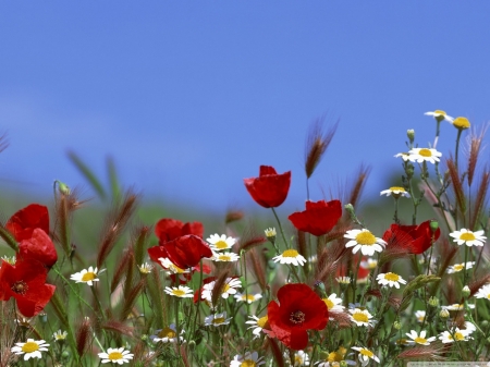 Field of flowers - white, field, flowers, red