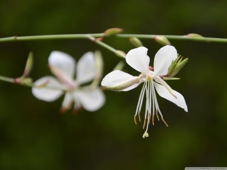 Hanging white flowers - stem, flowers, cute, white