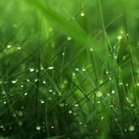 Dew on Grass