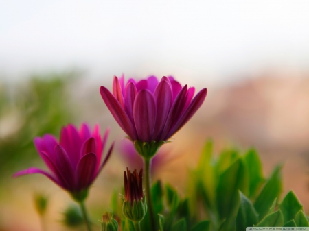 lovely flowers in the field - field, red, green, brown