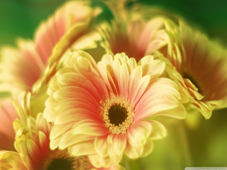 Gerbera bouquet - bouquet, flowers, yellow, petals