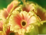 Gerbera bouquet