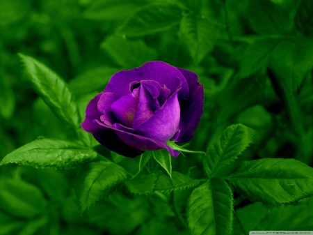 Purple rose - green, purple, field, rose